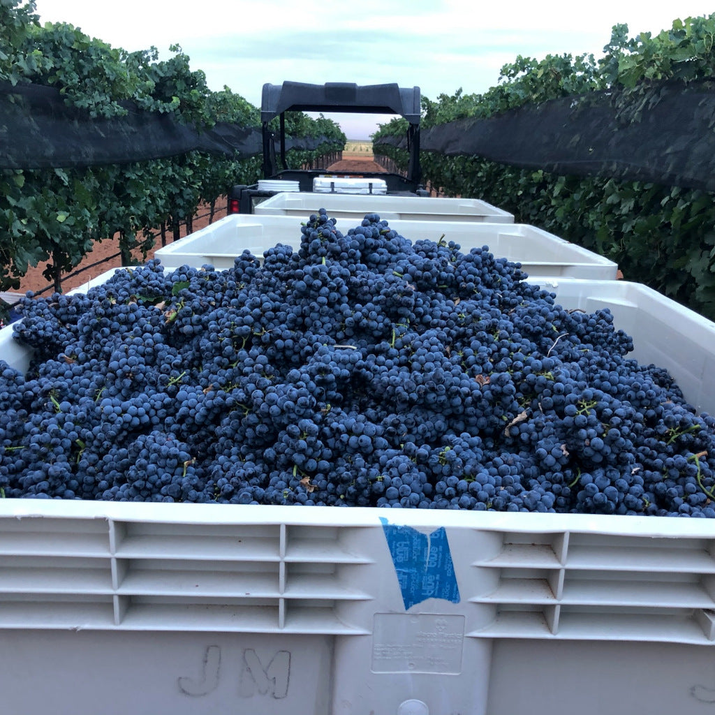 Grape Harvest