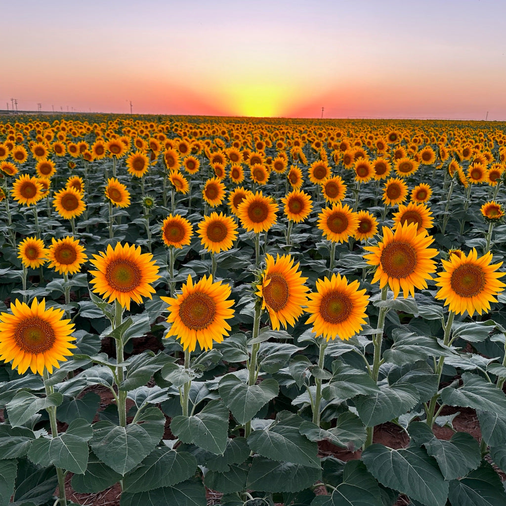 sunflowers